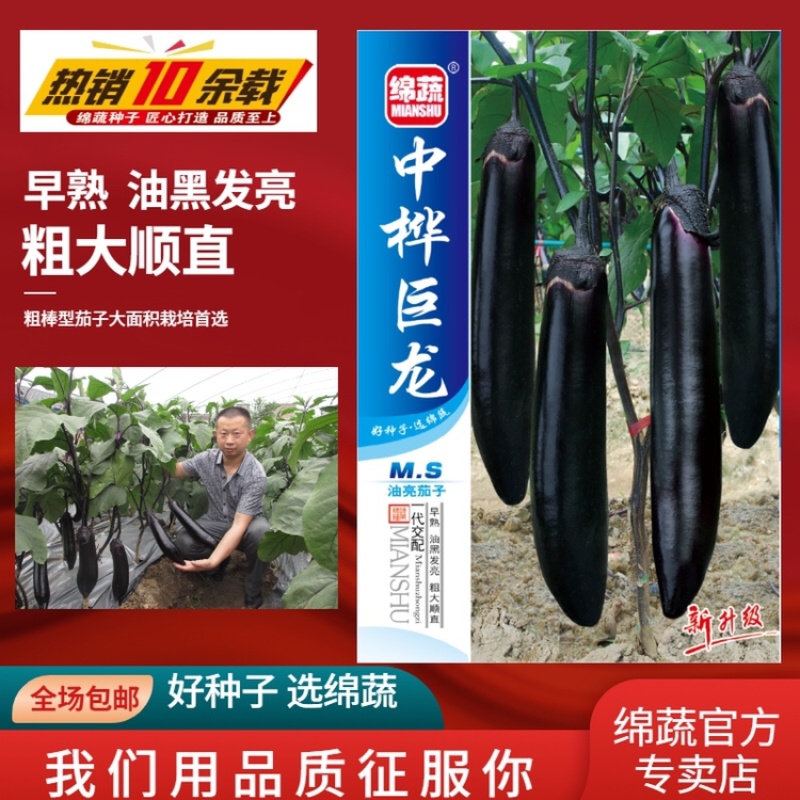 中桦巨龙/绵蔬/茄子种子/蔬菜种子/粗棒型茄子种子