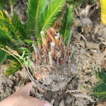 8-12公分的铁树，基地直销，物美价廉。需要的联系我哟