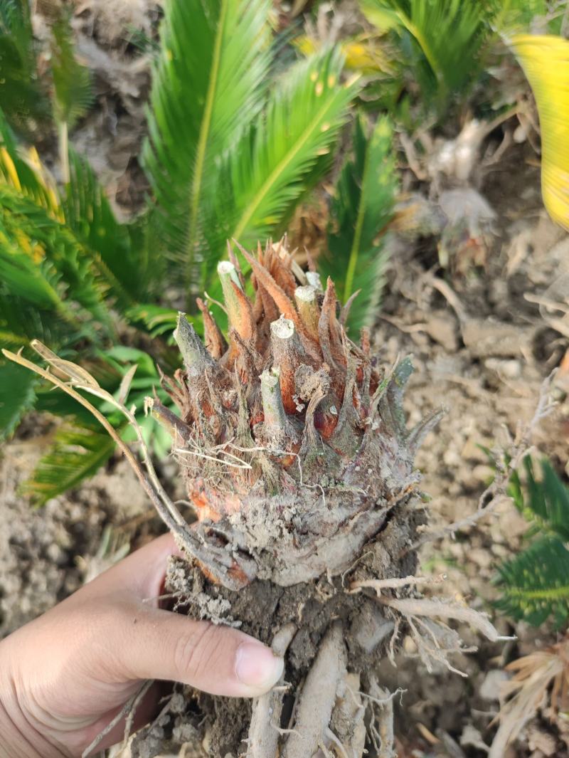 8-12公分的铁树，基地直销，物美价廉。需要的联系我哟