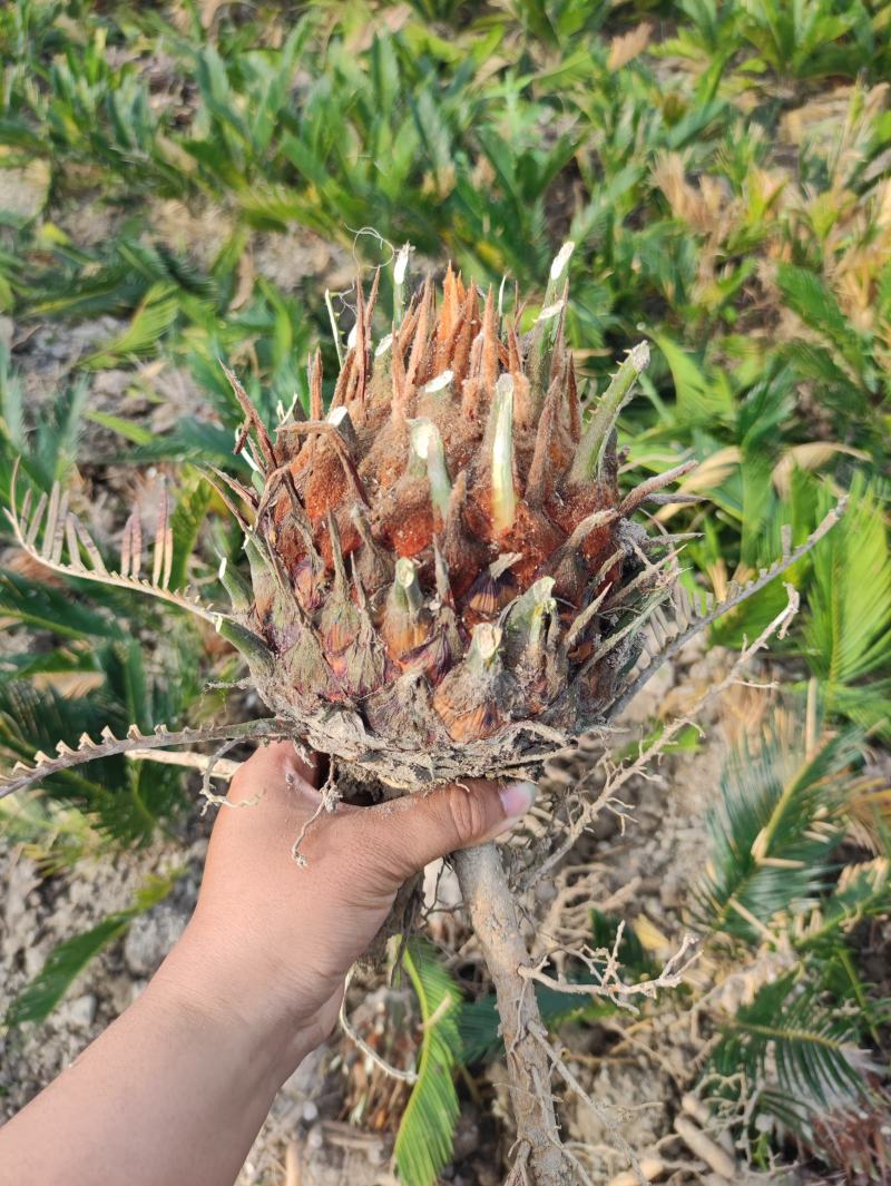 8-12公分的铁树，基地直销，物美价廉。需要的联系我哟