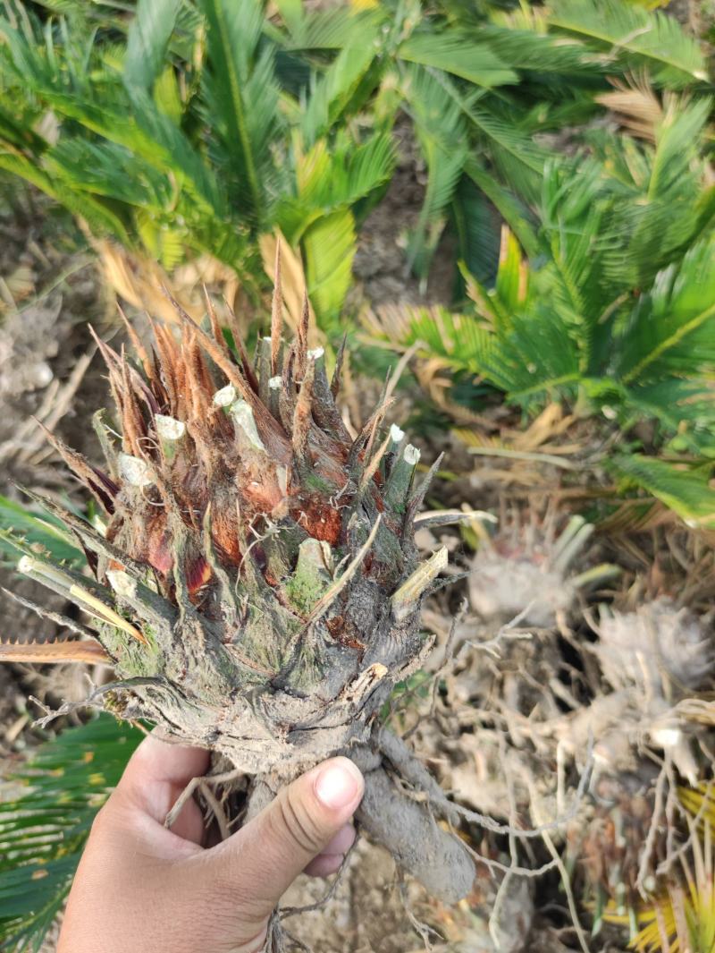 8-12公分的铁树，基地直销，物美价廉。需要的联系我哟
