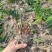 8-12公分的铁树，基地直销，物美价廉。需要的联系我哟