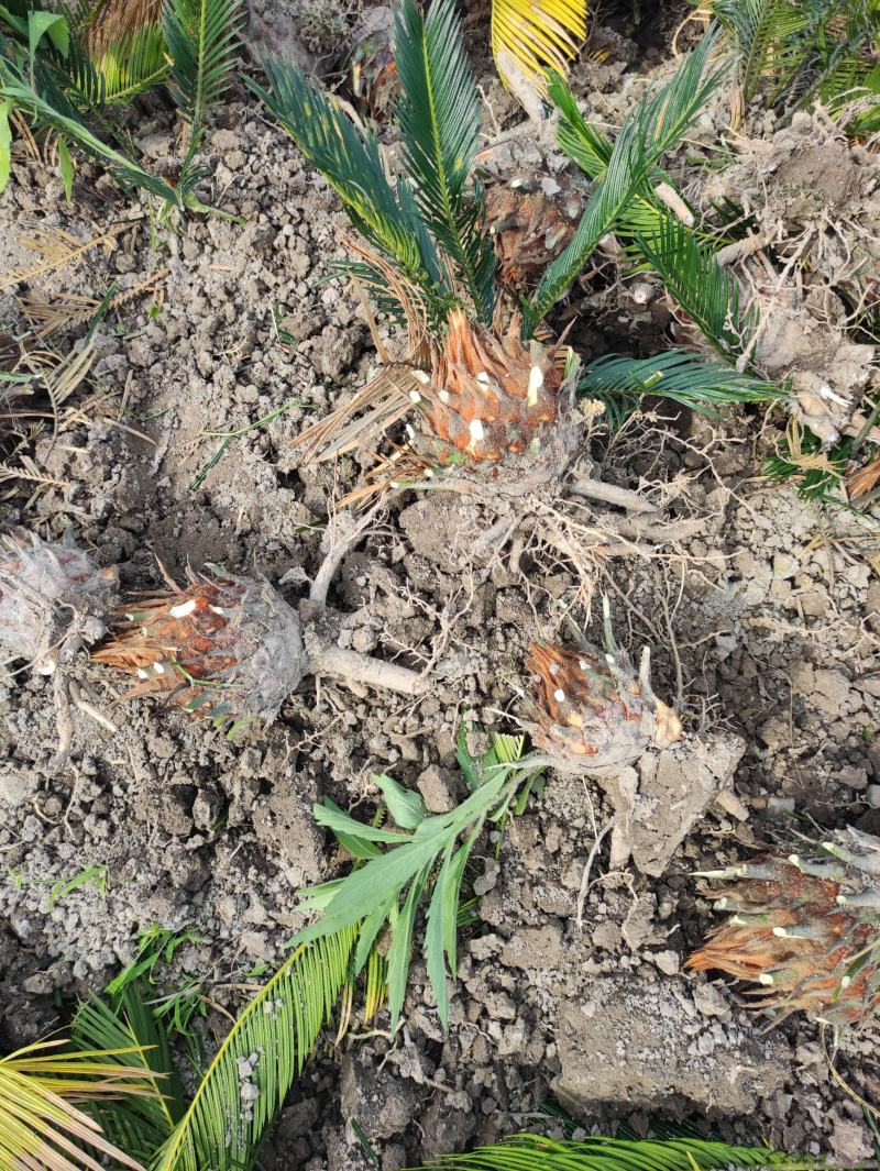 8-12公分的铁树，基地直销，物美价廉。需要的联系我哟