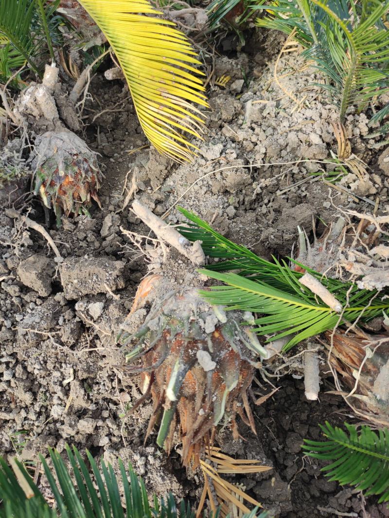 8-12公分的铁树，基地直销，物美价廉。需要的联系我哟
