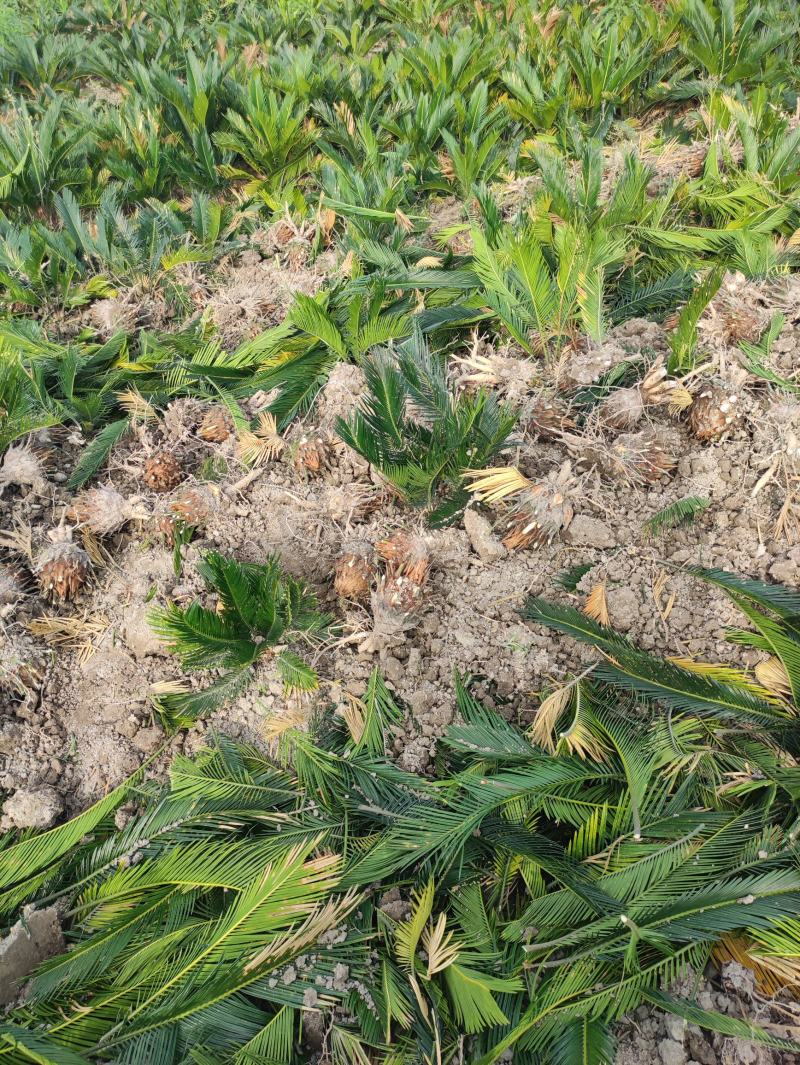 8-12公分的铁树，基地直销，物美价廉。需要的联系我哟