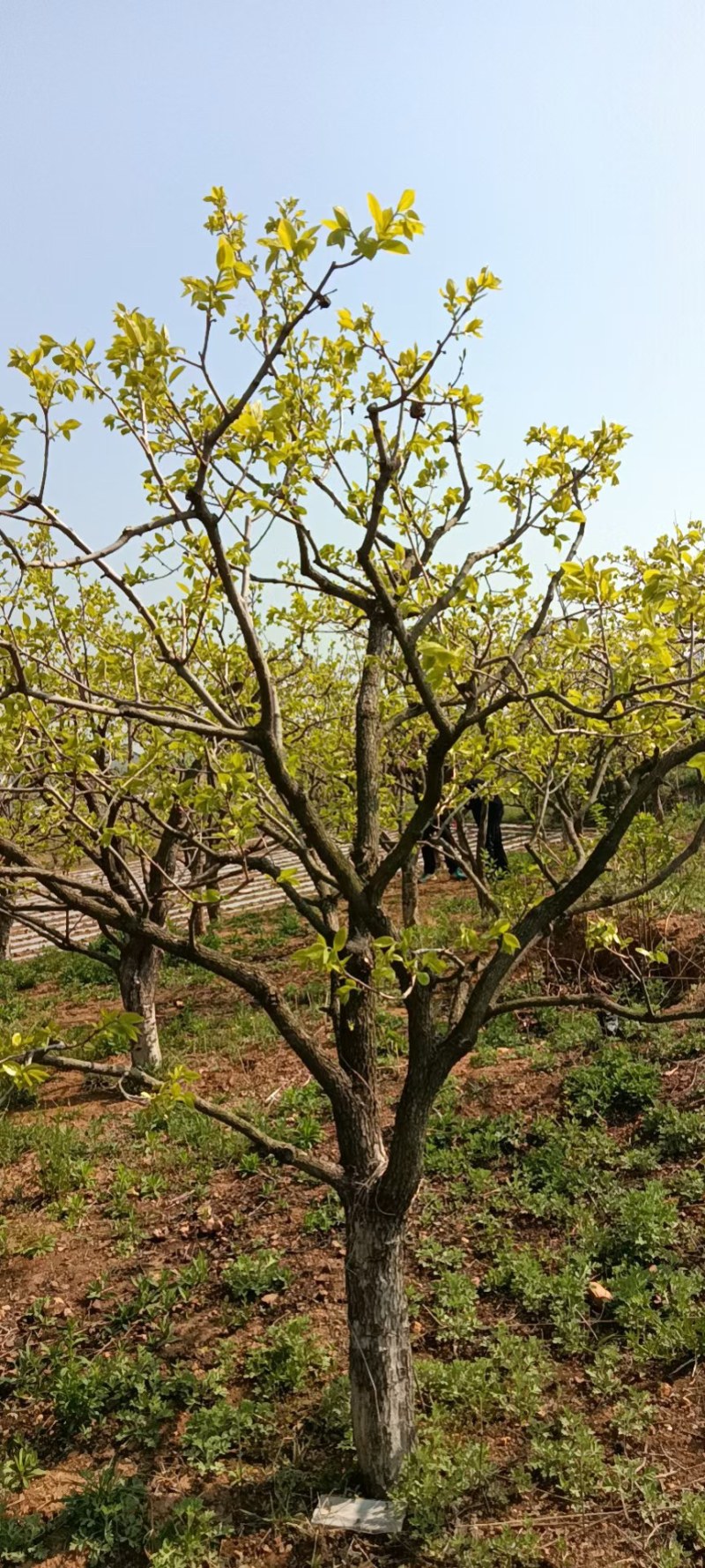 柿子树