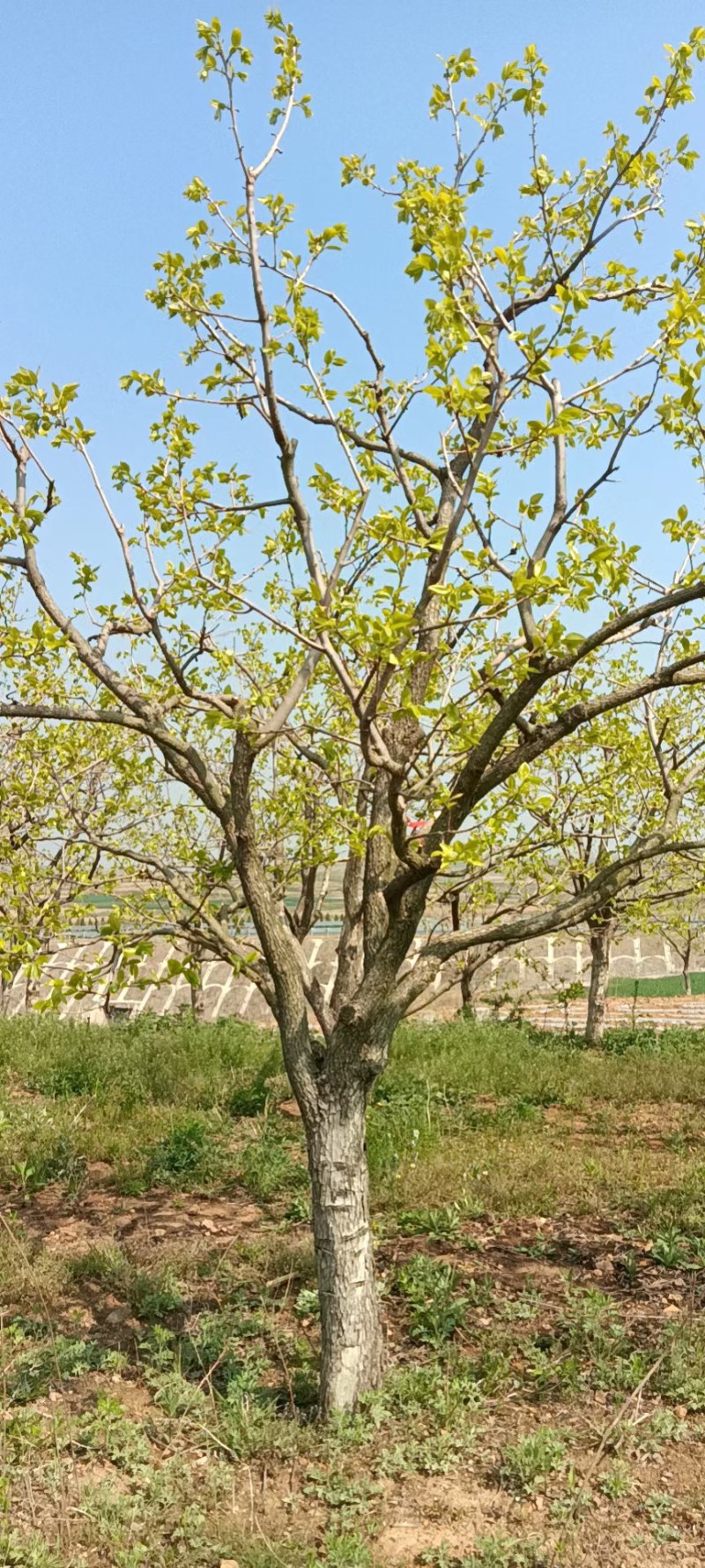 柿子树