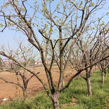 柿子树