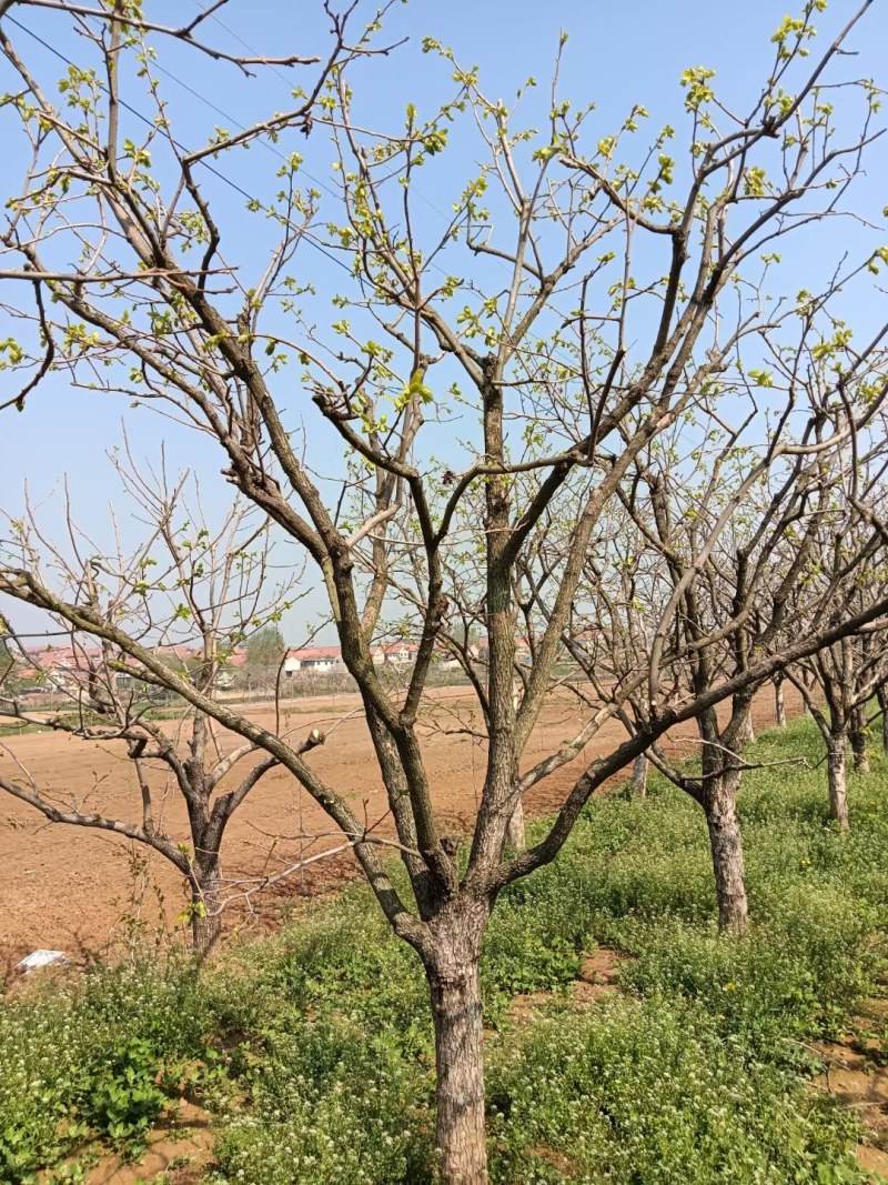 柿子树