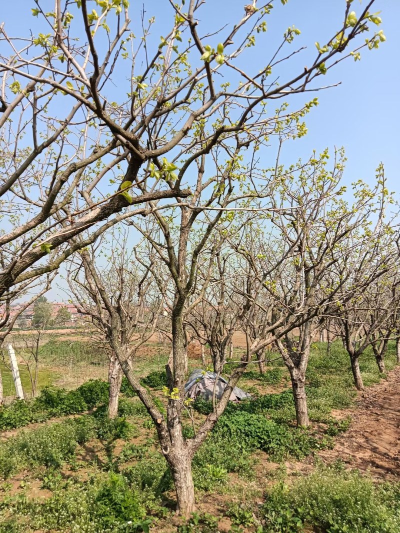 柿子树