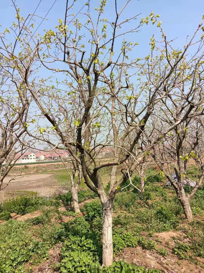 柿子树