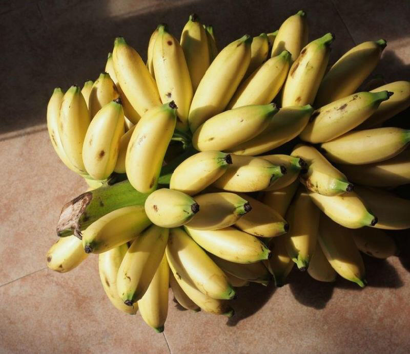 皇帝蕉一件代发海南野生不打农药