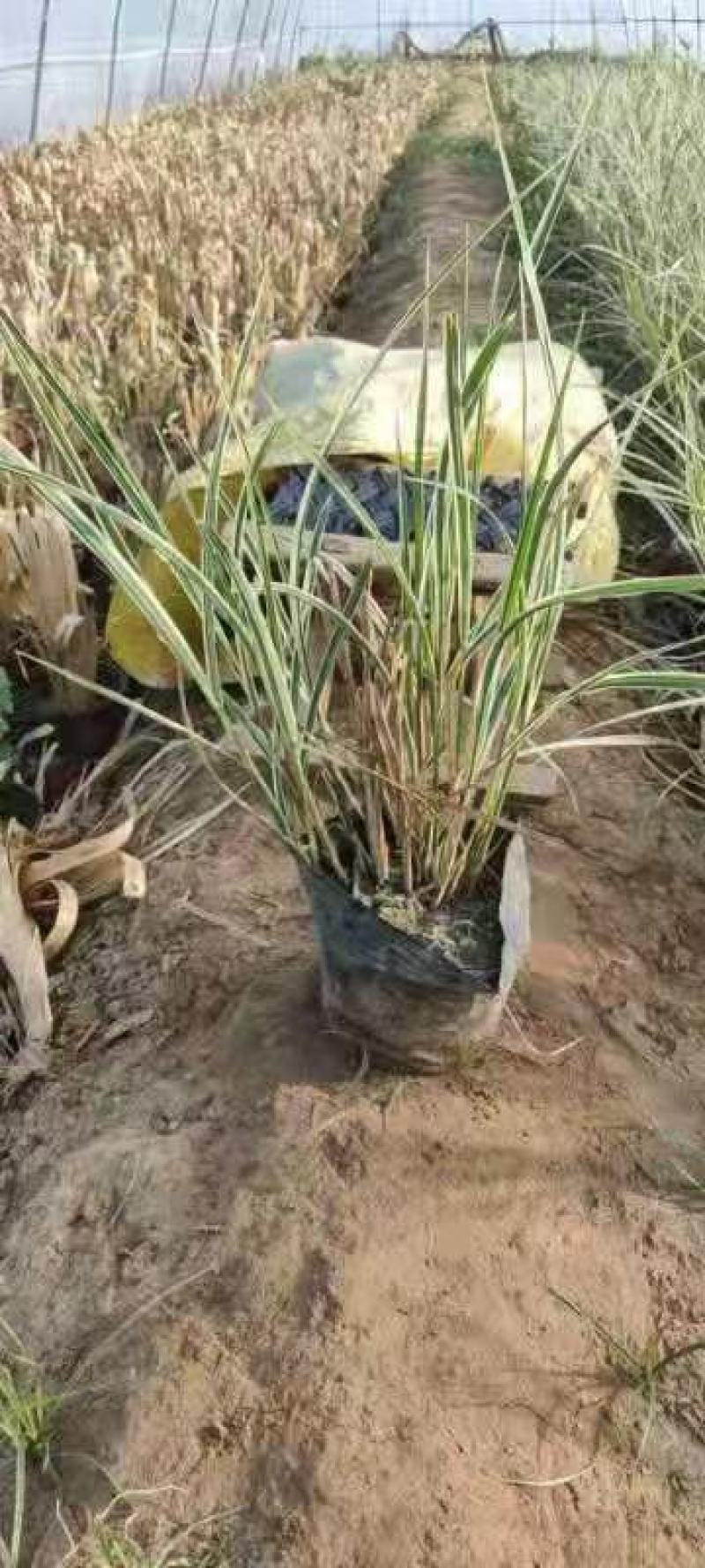 精品画眉草大量上市，基地直发直销，欢迎各位老板致电！