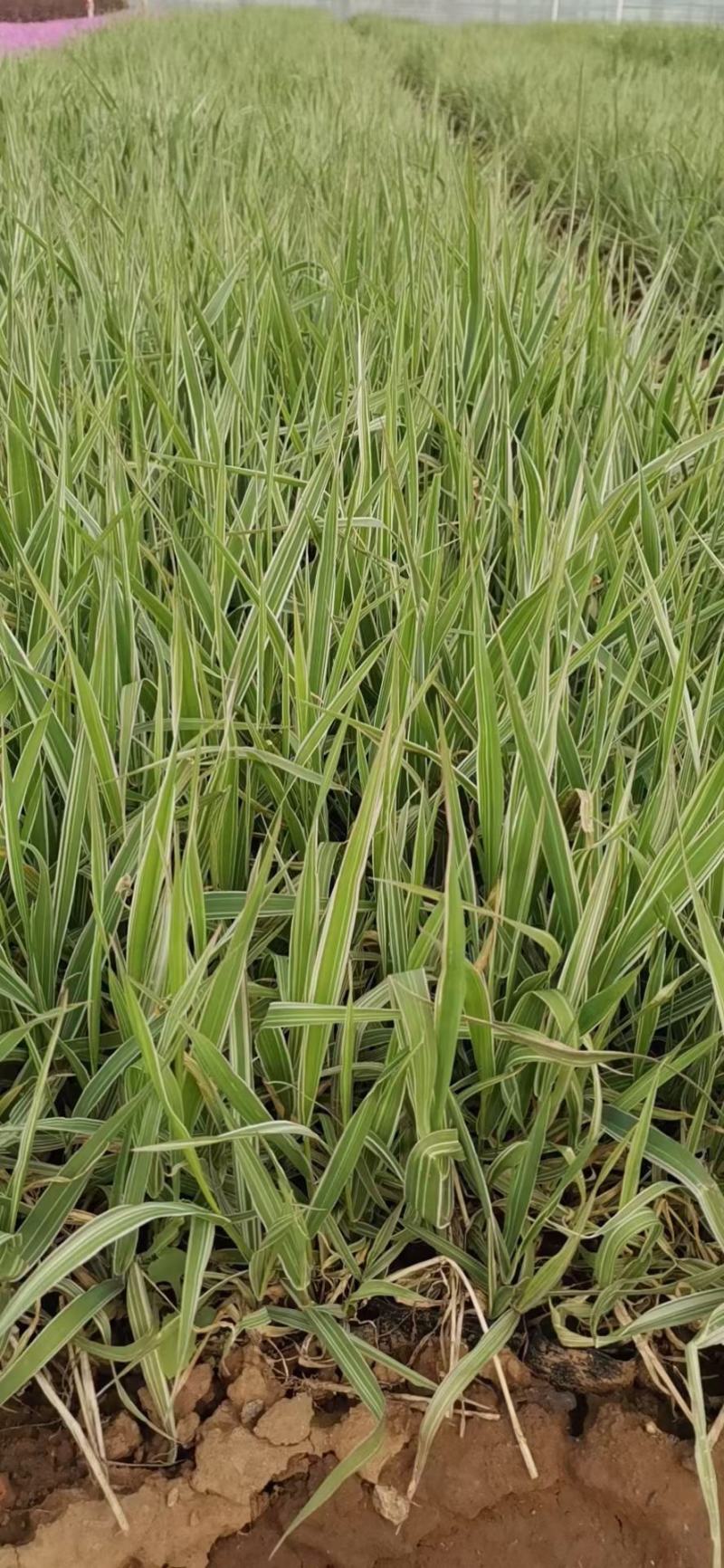 精品画眉草大量上市，基地直发直销，欢迎各位老板致电！