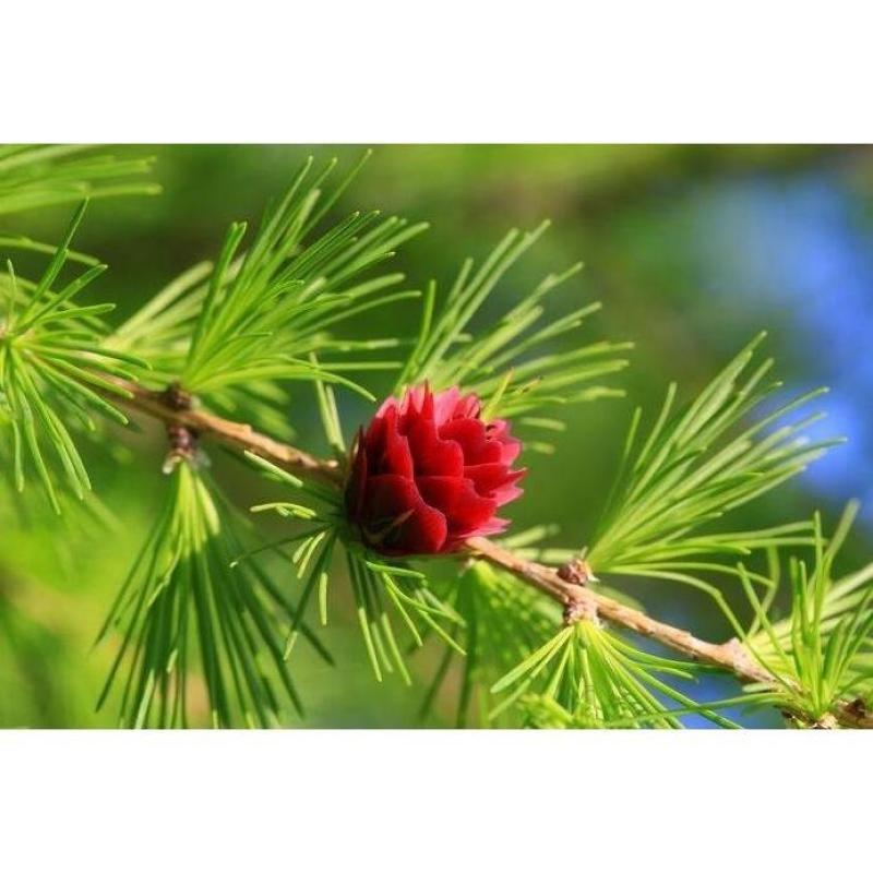 落叶松树种子松科荒山造林和森林更新的主要树种易活落叶乔木