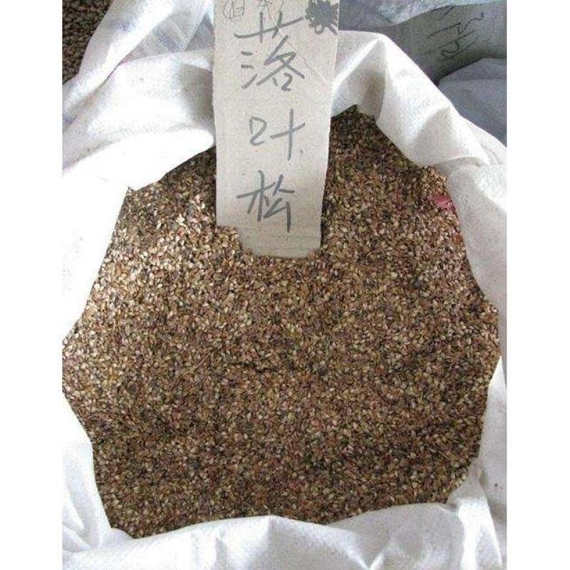 落叶松树种子松科荒山造林和森林更新的主要树种易活落叶乔木