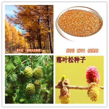 落叶松树种子松科荒山造林和森林更新的主要树种易活落叶乔木
