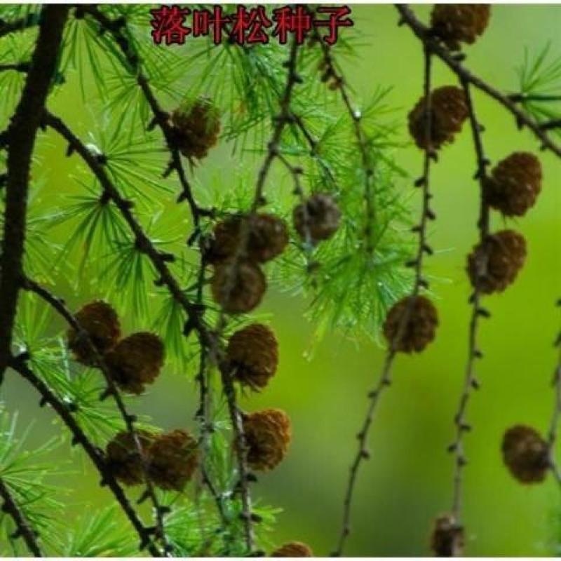 落叶松树种子松科荒山造林和森林更新的主要树种易活落叶乔木