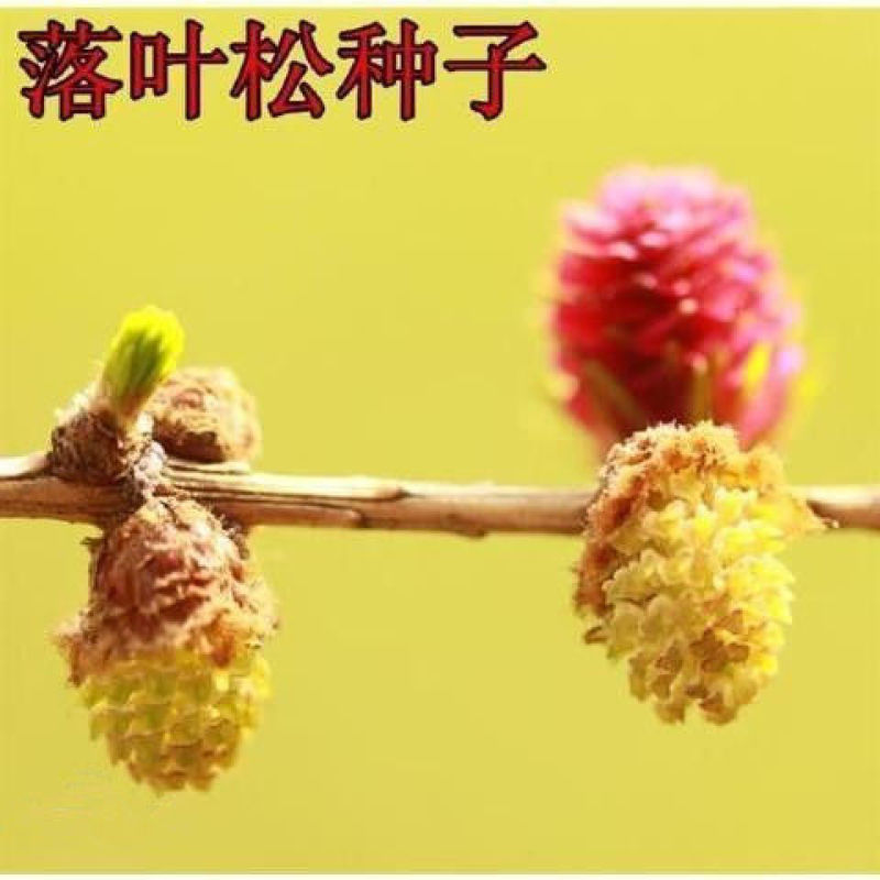 落叶松树种子松科荒山造林和森林更新的主要树种易活落叶乔木