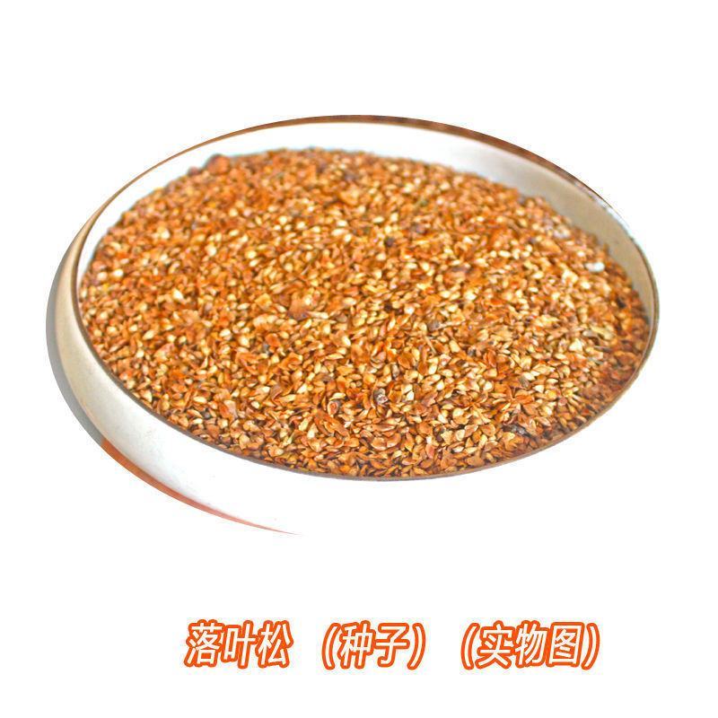 落叶松树种子松科荒山造林和森林更新的主要树种易活落叶乔木