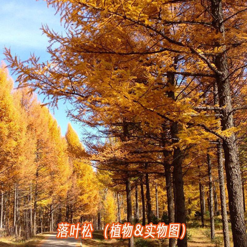 落叶松树种子松科荒山造林和森林更新的主要树种易活落叶乔木