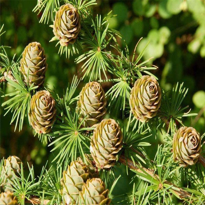 落叶松树种子松科荒山造林和森林更新的主要树种易活落叶乔木