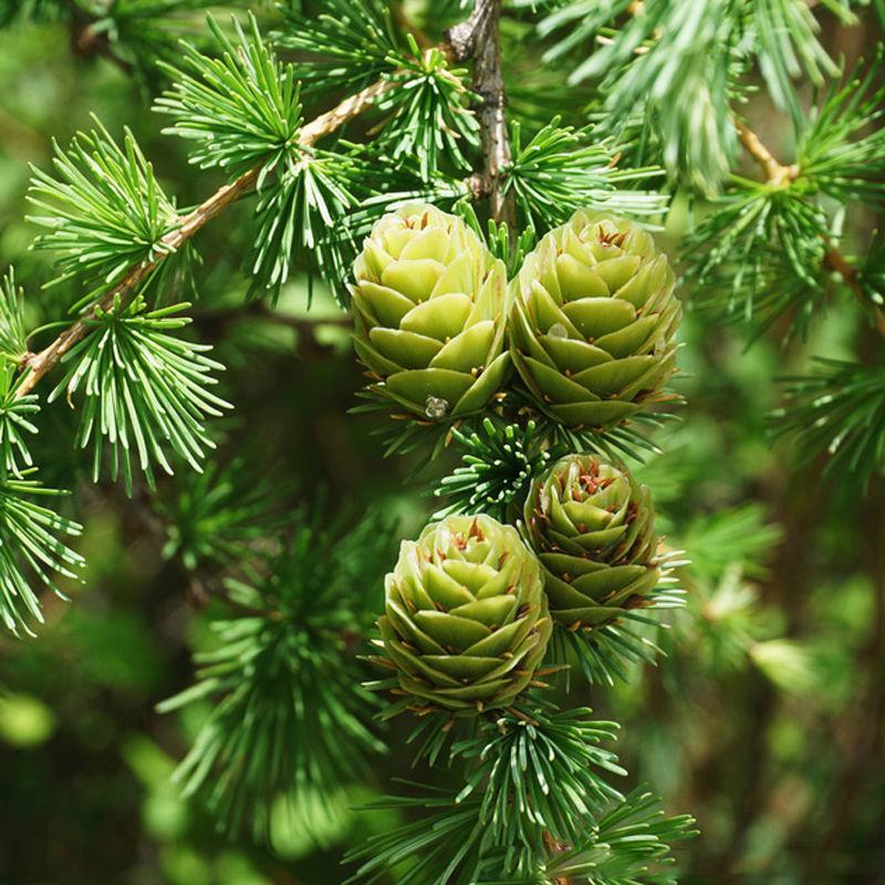 落叶松树种子松科荒山造林和森林更新的主要树种易活落叶乔木