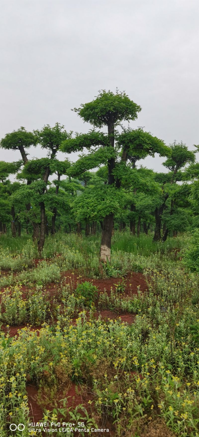 造型树造型对节白蜡造型对结白蜡单杆多杆从生造型树
