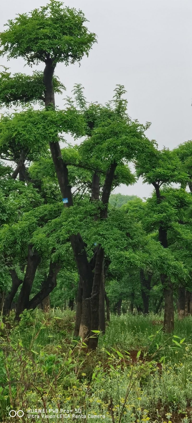造型树造型对节白蜡造型对结白蜡单杆多杆从生造型树