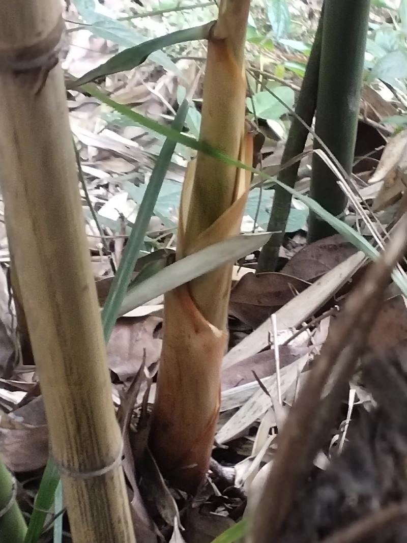 苦笋苦笋苦笋苦笋苦笋