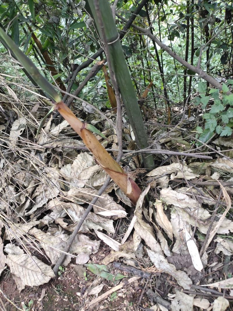 苦笋苦笋苦笋苦笋苦笋