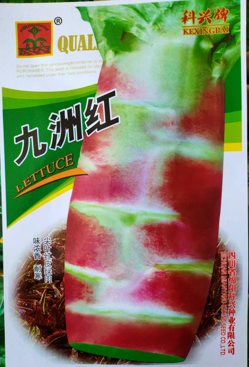 莴笋种子耐寒莴笋种子红尖叶莴笋种子红皮莴笋种子
