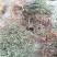 贵州高山白花地棉根，产地直发，可预订，包邮