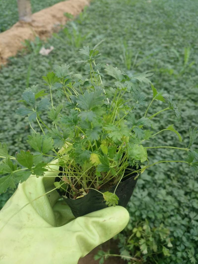 五叶，三叶萎陵菜大量上市，基地直发直销，欢迎各位老板致电