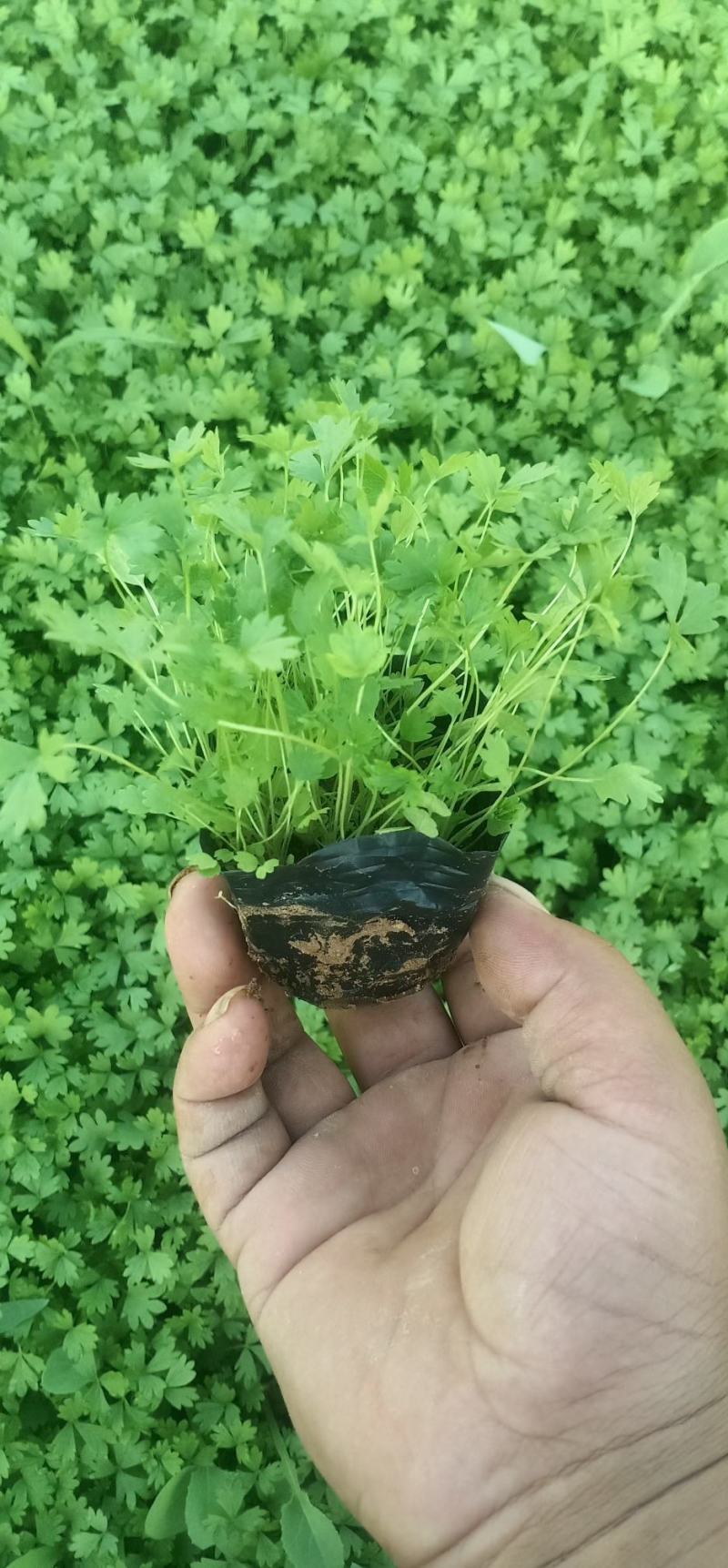 五叶，三叶萎陵菜大量上市，基地直发直销，欢迎各位老板致电