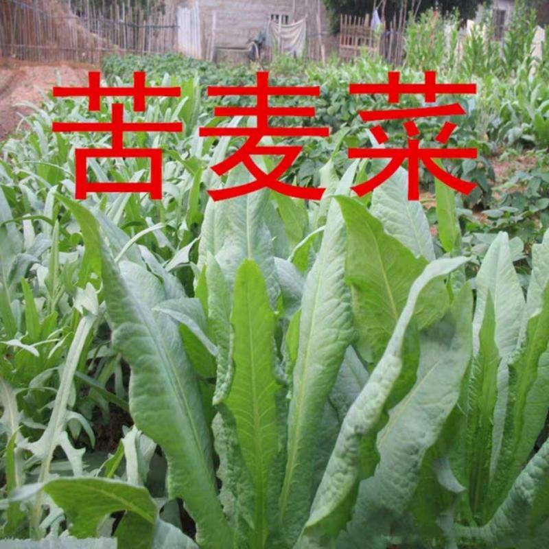 高产苦荬菜种子养鹅牧草草籽鱼猪鸡鸭鹅苦麻菜苦麦菜苦买菜苦