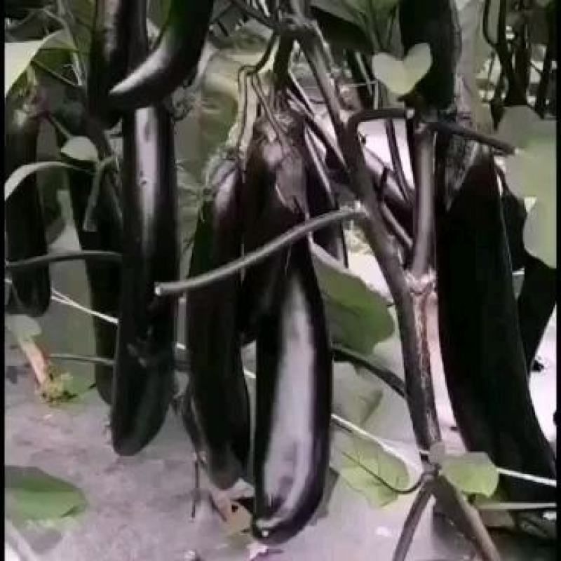 茄子种子中熟紫黑色光泽好蔬菜种子高产抗病耐运输耐储存包邮
