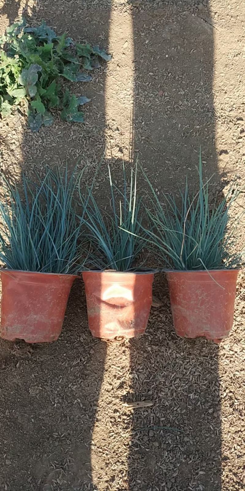 精品蓝羊茅草大量上市，基地直发直销，欢迎各位老板致电恰谈