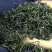 蒲公英茶花茶批发厂家直销