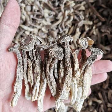 新货鹿茸菇产地直发10斤一件鲜香脆嫩纯干靓色鹿茸菌