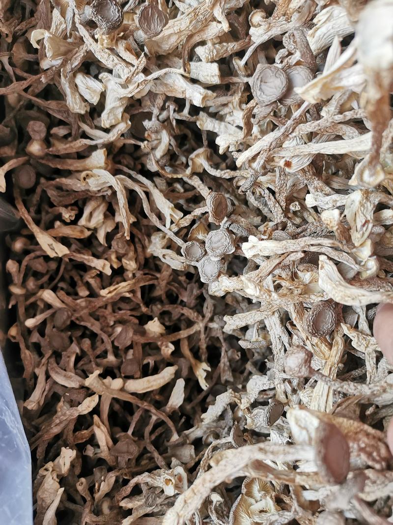 新货鹿茸菇产地直发10斤一件鲜香脆嫩纯干靓色鹿茸菌