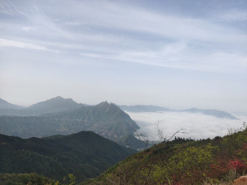高山野茶
