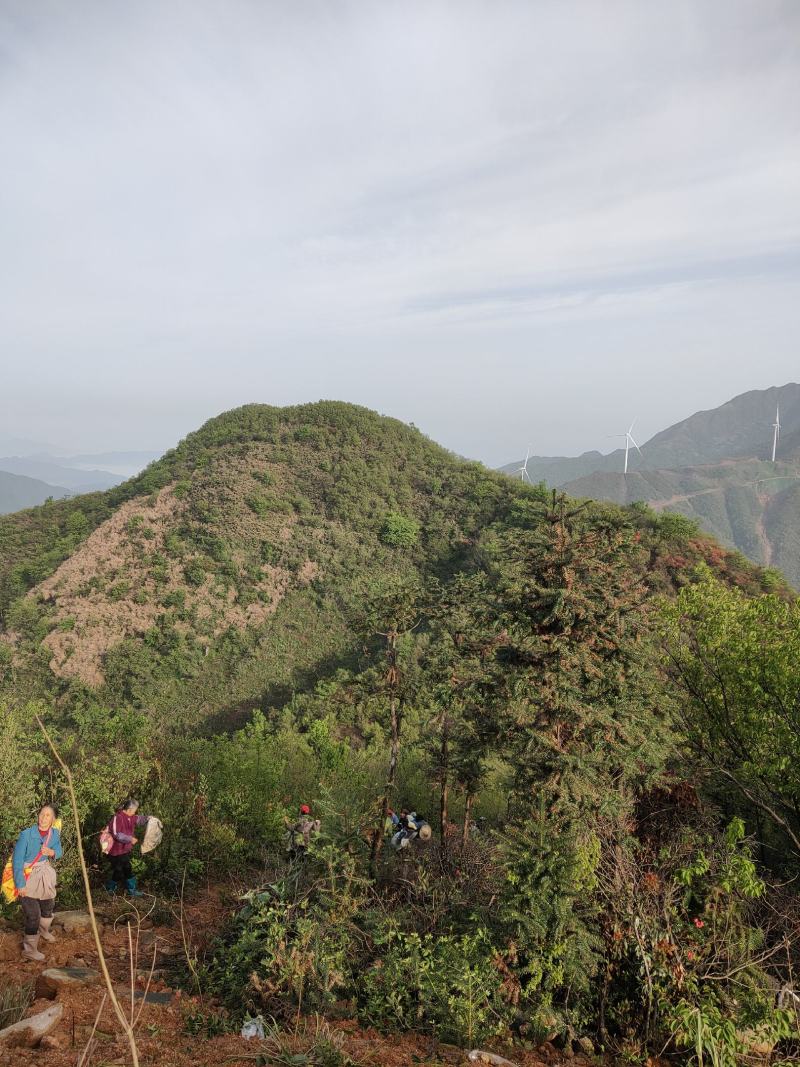 高山野茶