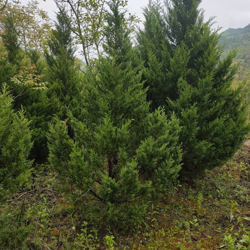 塔柏、柏树基地直发，诚信经营。质量保证欢迎选购。树形美观