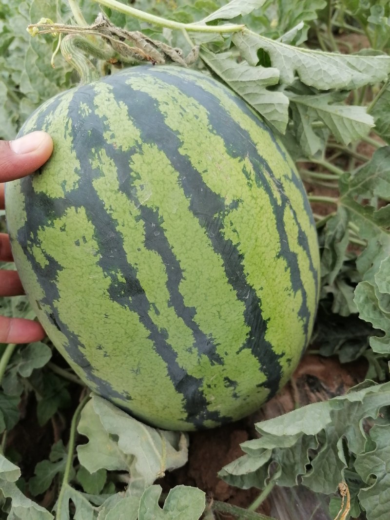 云南建水西瓜，圆瓜，长瓜