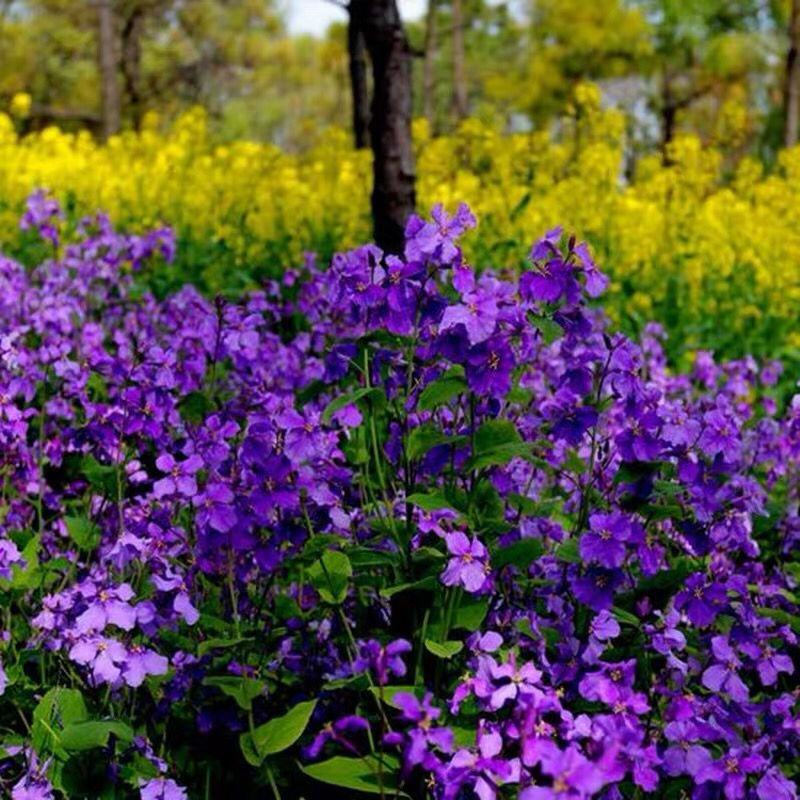 二月兰种子花籽诸葛菜二月蓝耐寒耐阴景观花卉草籽四季易播绿