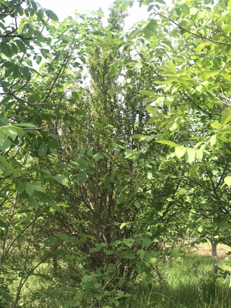 陕西西安丛生花石榴树