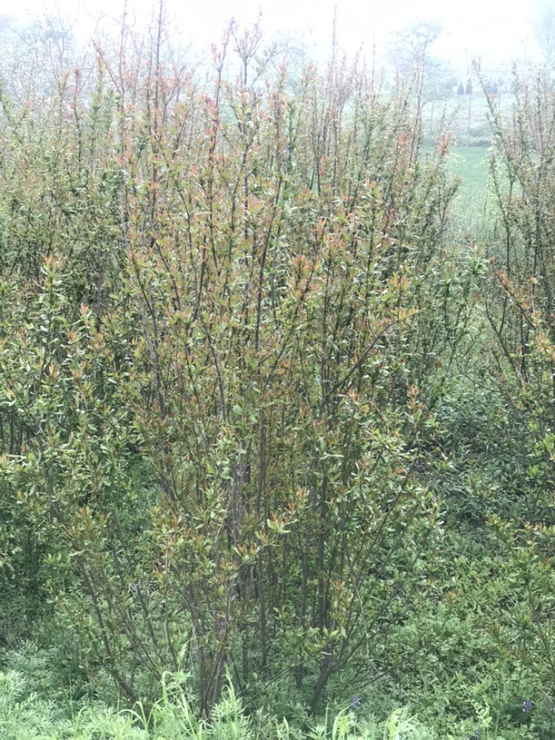 陕西西安丛生花石榴树
