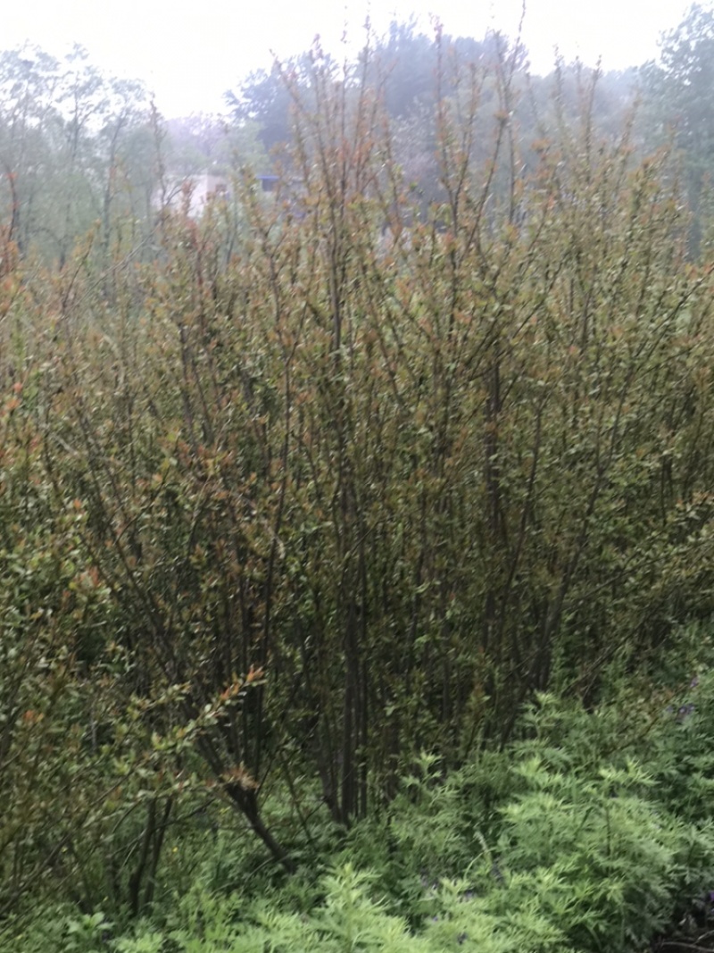 陕西西安丛生花石榴树