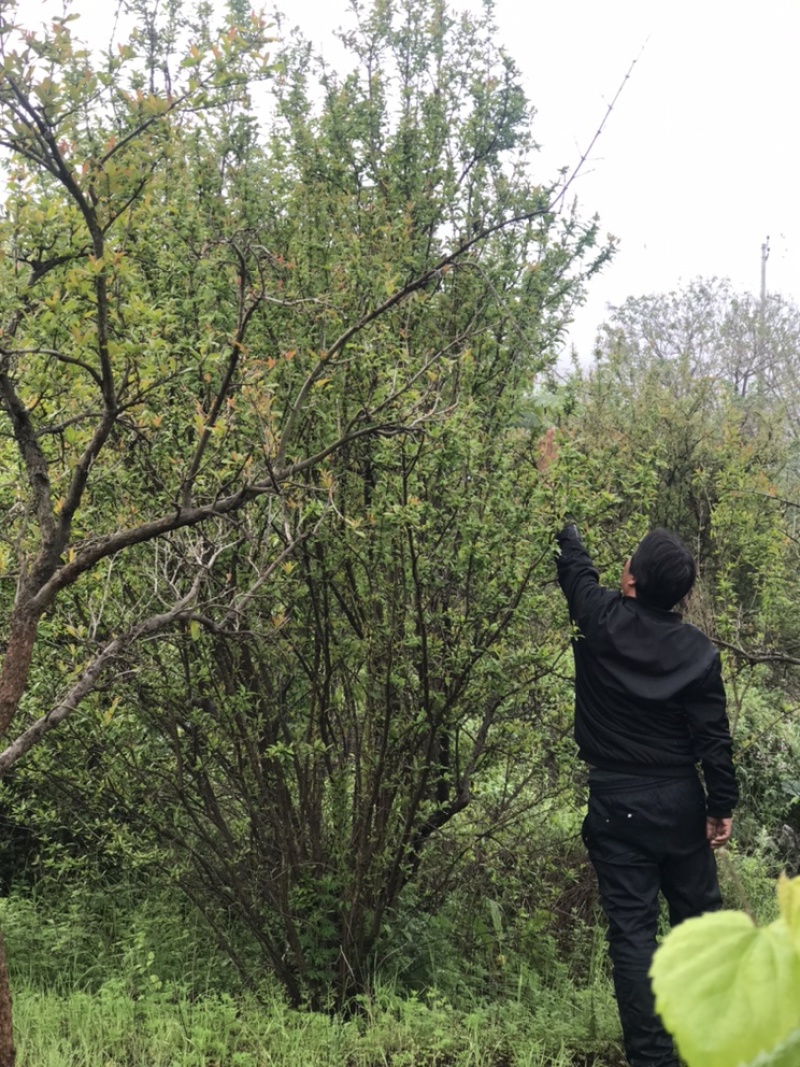 陕西西安丛生花石榴树